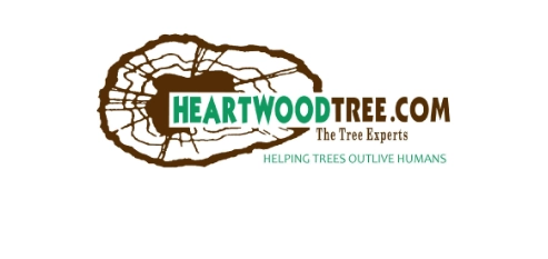 Heartwood tree logo